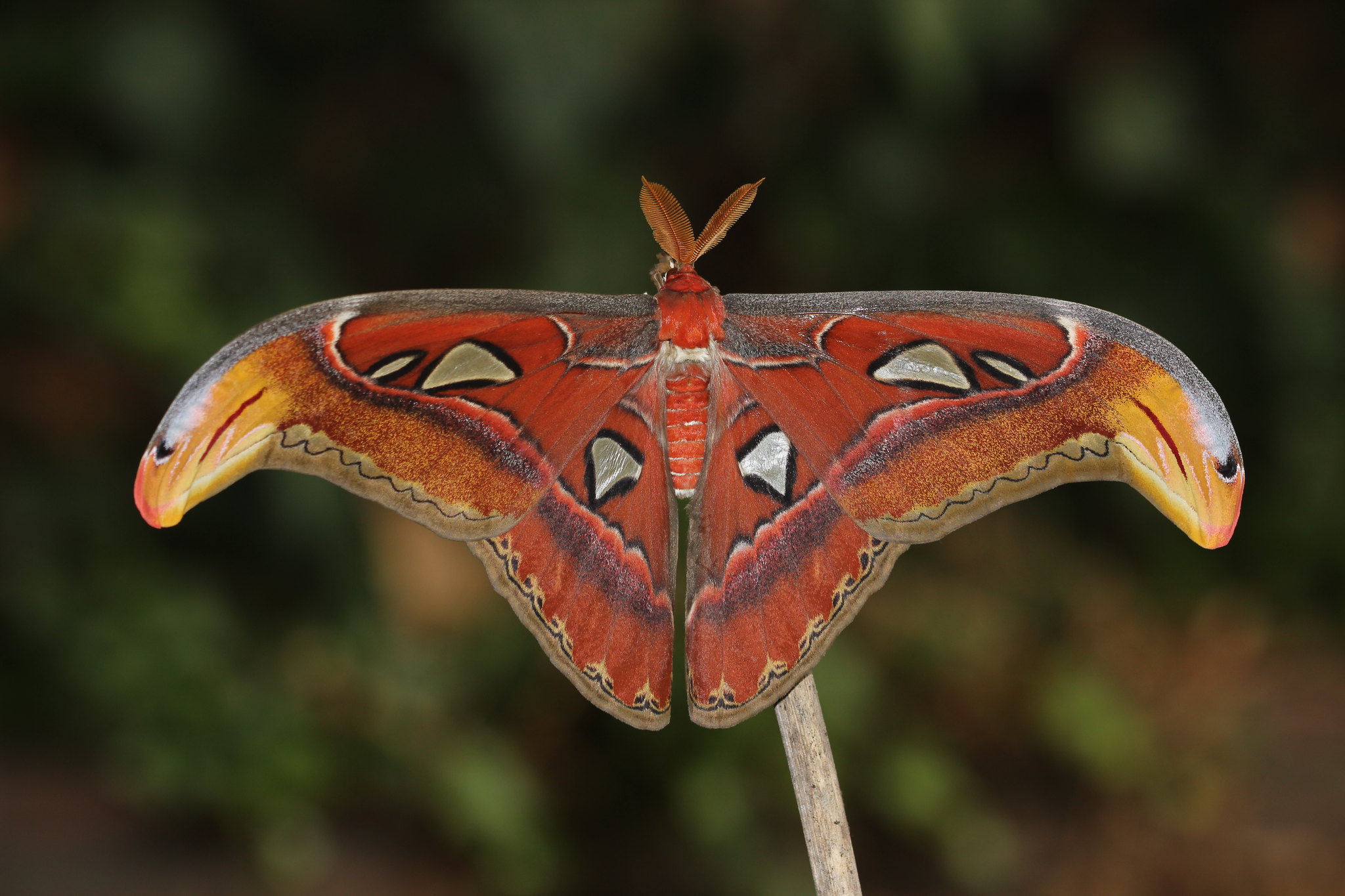 Atlas Moth Photo