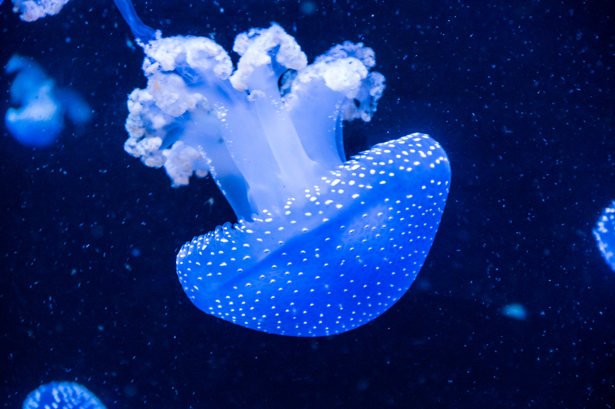 https://www.climatewatch.org.au/images/Species/Marine/SpottedJelly/Spotted-Jellyfish-Dustin-Hackert-FlickrCC-2.jpg