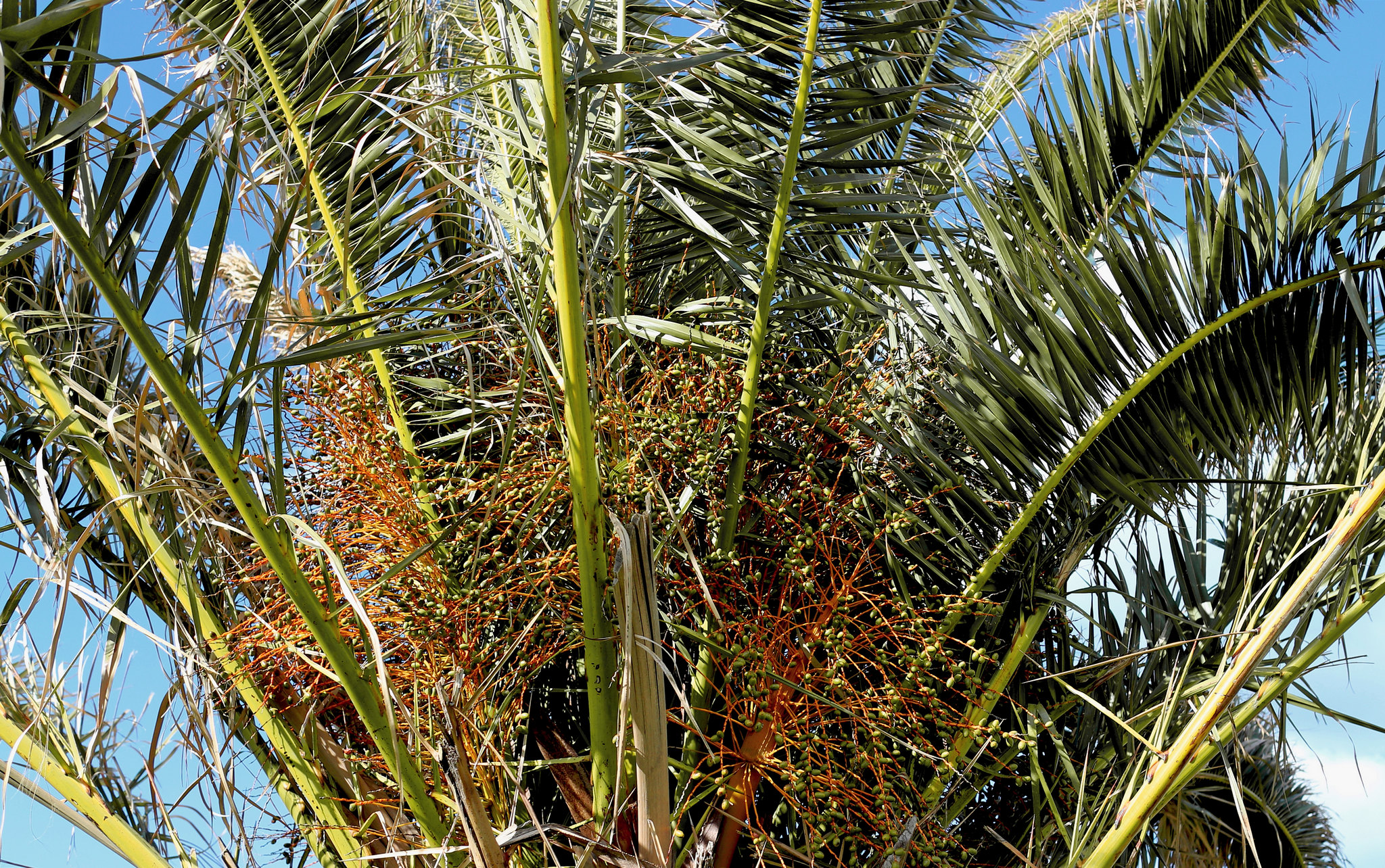 В какой природной зоне растет пальма. Финиковая Пальма Геншин. Финиковая Пальма в Ботаническом саду. Карликовая финиковая Пальма.