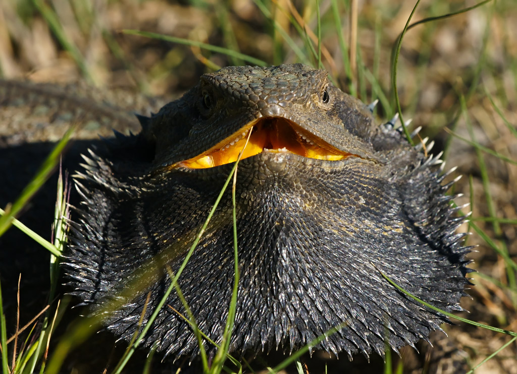 Bearded Dragons - Bush Heritage Australia