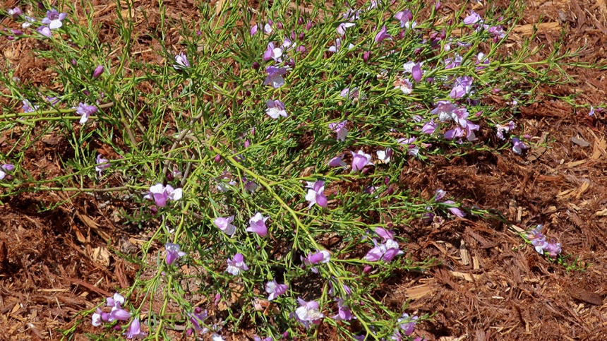 Spreading Emu-bush - ClimateWatch Australia- Citizen Science App