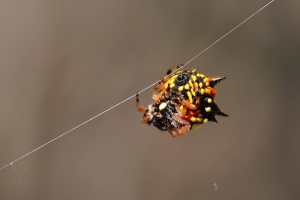 St Andrew's Cross Spider - ClimateWatch Australia- Citizen Science App