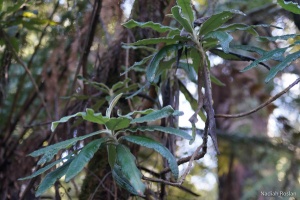 Blanket-leaf Tree along the trail