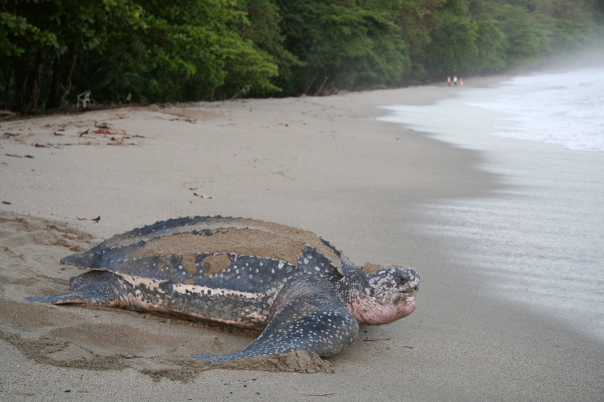 Leta Bak Totel (Leatherback Turtle) - ClimateWatch Australia- Citizen ...