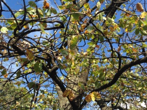 Blue Bottle - ClimateWatch Australia- Citizen Science App