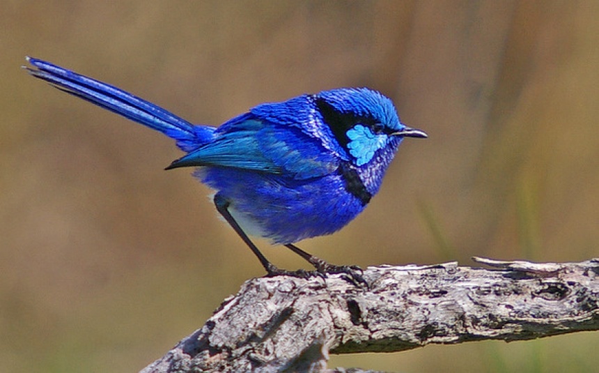 blue wren bird