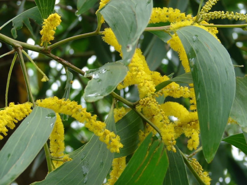 Northern Black Wattle ClimateWatch Australia Citizen Science App