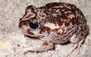 Moaning Frog