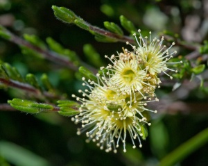 Yellow Kunzea