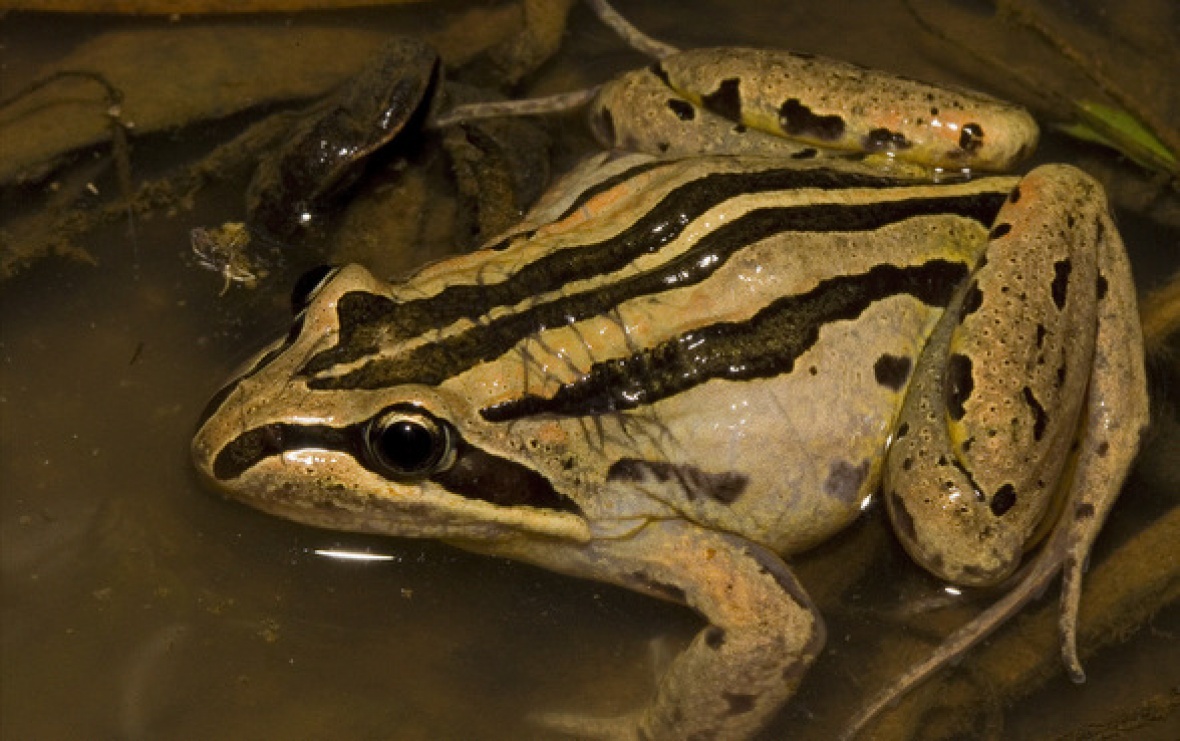 Striped Marsh Frog ClimateWatch Australia Citizen Science App