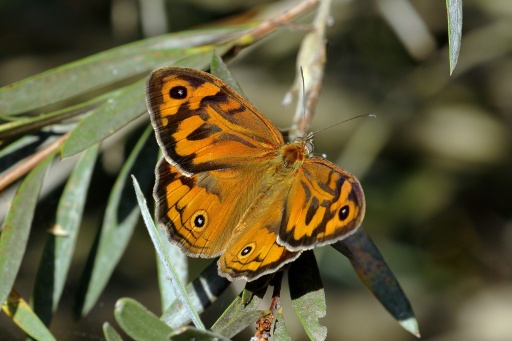 Common Brown Butterfly