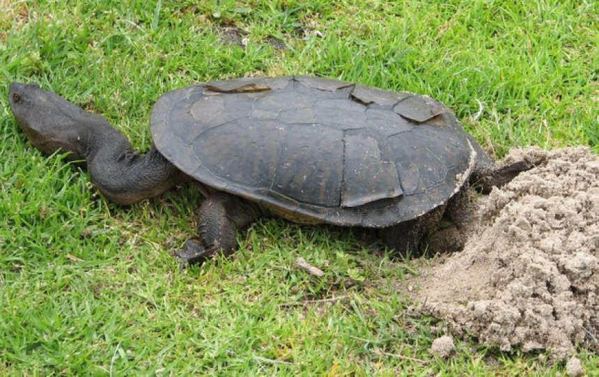 Oblong Turtle - ClimateWatch Australia- Citizen Science App