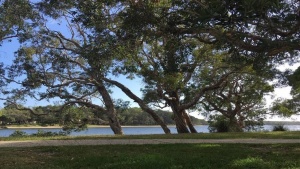 Sunshine Coast – Kawana Forest, QLD
