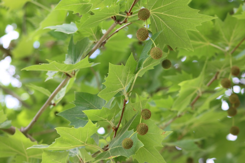 London Plane Tree Facts