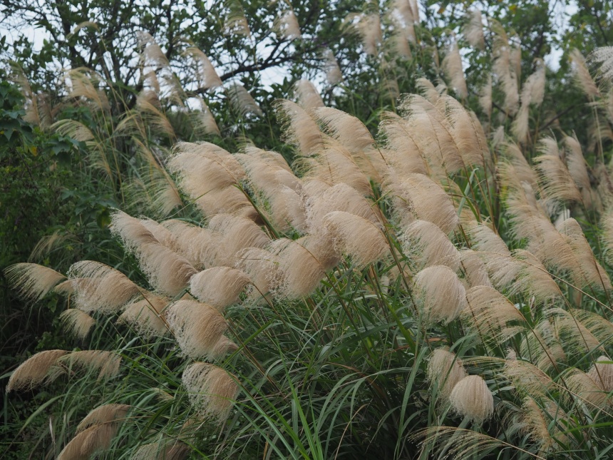 Wael Can Wild Cane Climatewatch Australia Citizen Science App