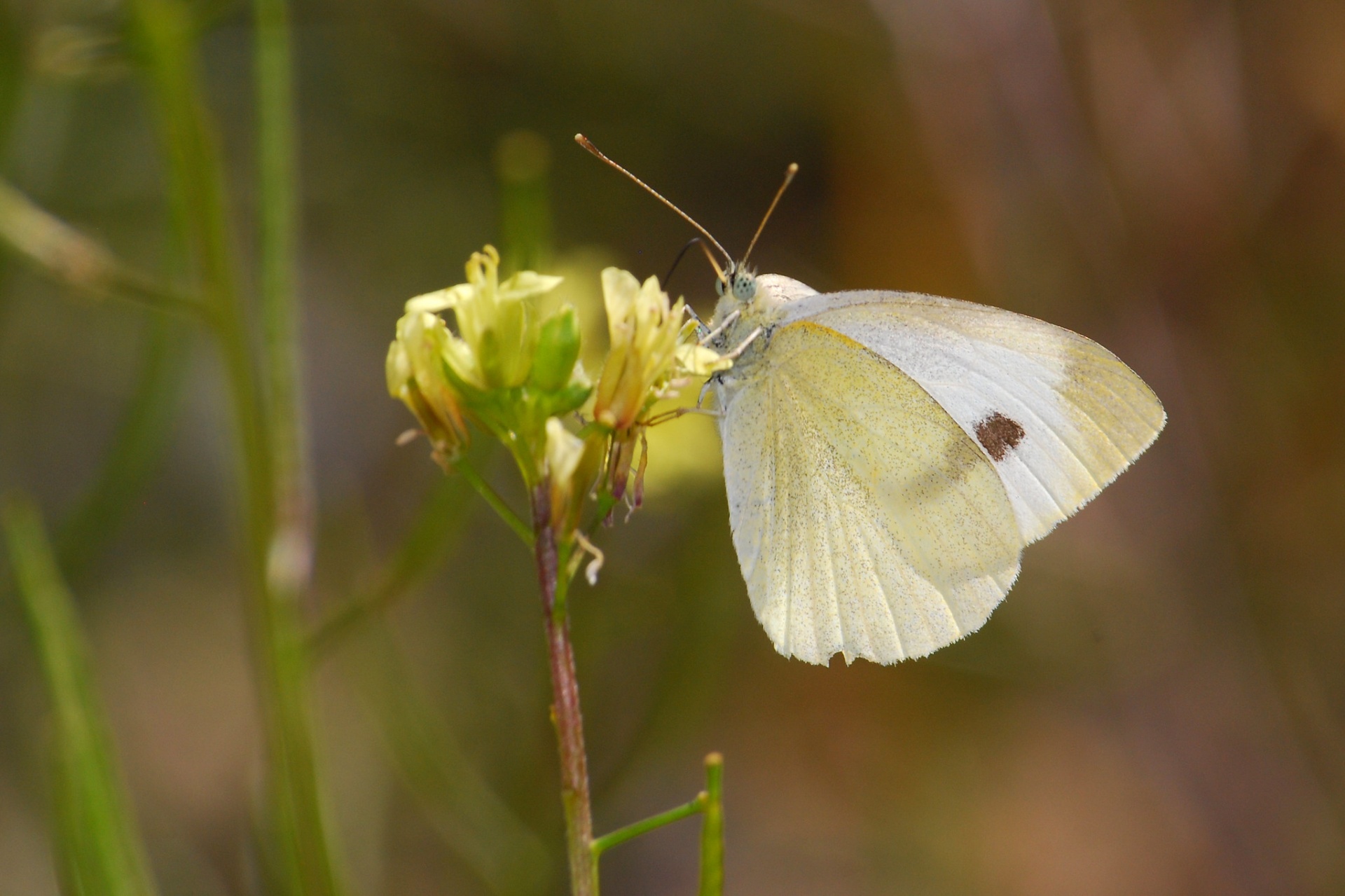 Cabbage White Butterflies Are Here!