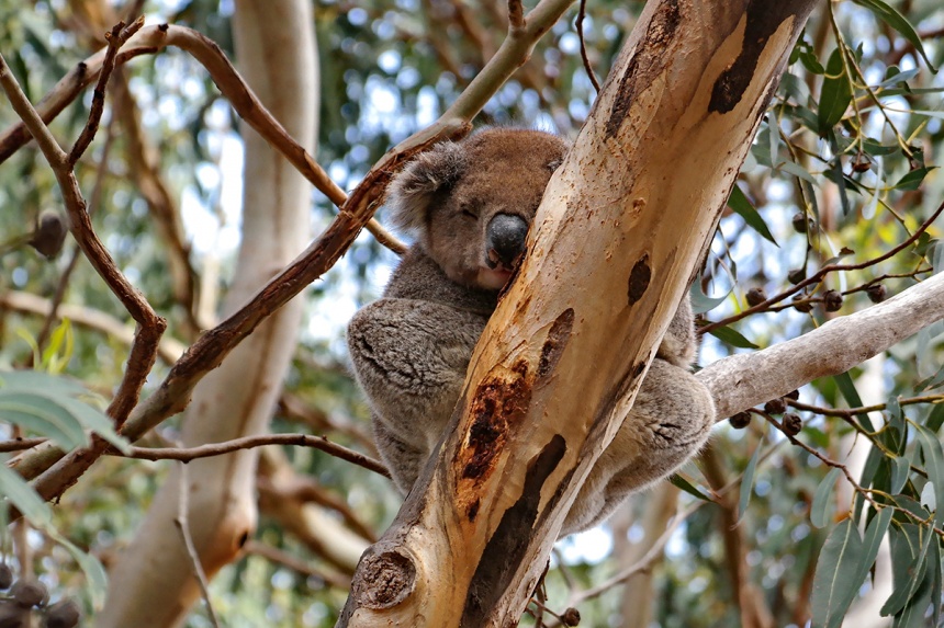 Koala - ClimateWatch Australia- Citizen Science App