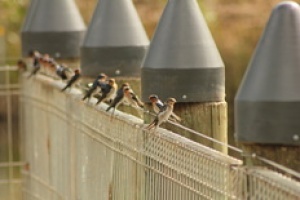 Welcome Swallows at Urrbrae Wetlands