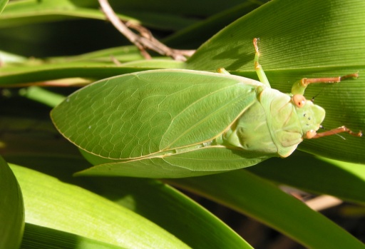 Bladder Cicada