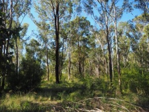 Cumberland Land Conservancy – Marsdenia, NSW