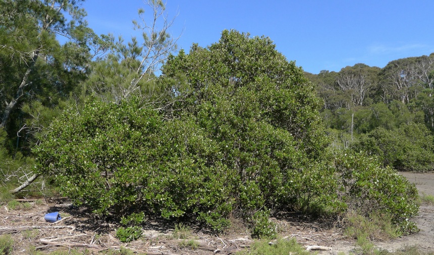 Grey Mangrove - ClimateWatch Australia- Citizen Science App