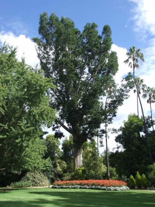Albury Botanic Gardens, NSW