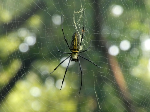 Giant Golden Orb Spider