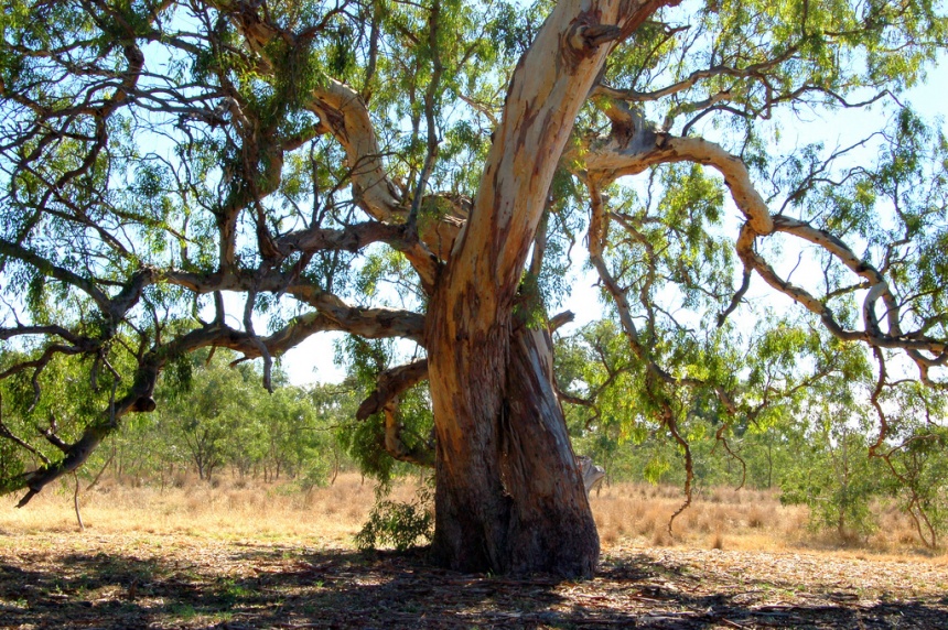 River Red Gum - ClimateWatch Australia- Citizen Science App