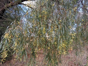 Willow Wattle