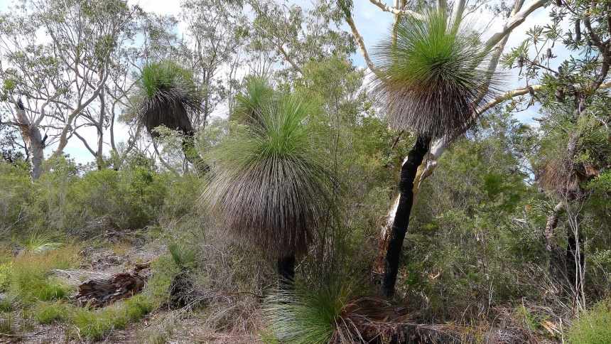 Grass-tree - ClimateWatch Australia- Citizen Science App